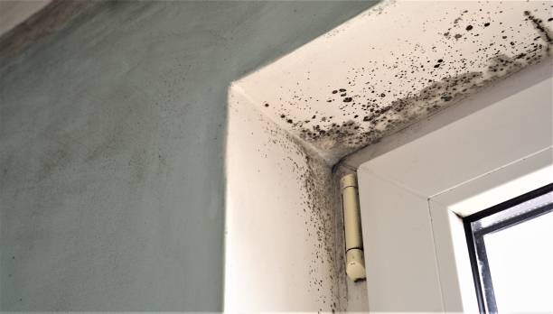 Best Mold Documentation for Insurance Claims  in Zumbrota, MN