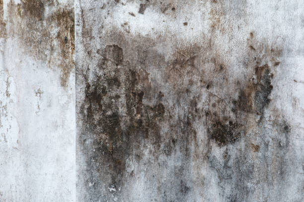 Mold Removal for HVAC Installations in Zumbrota, MN