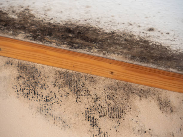 Best Environmental Consulting for Mold Prevention  in Zumbrota, MN