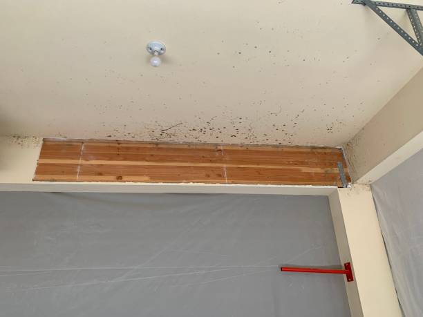 Best Water Damage & Mold Remediation  in Zumbrota, MN